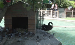 Kuğulu Park'ta kuluçka dönemi