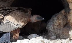 Kızıl akbabaların yavrularını beslemesi kamerada