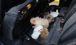 Kapıkule'de 'Pomeranian' cinsi 5 köpek yavrusu ele geçirildi