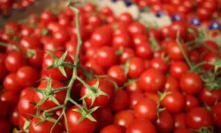 Türkiye'den yılın ilk yarısında 252,5 milyon dolarlık domates ihracatı