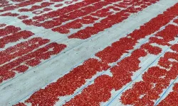 Türkiye ilk yarıda kurutulmuş domatesten 60 milyon 989 bin dolar kazandı