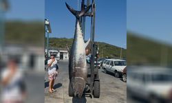 Oltayla 260 kilogram ağırlığında orkinos yakaladı