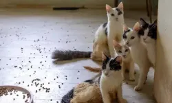 ‘Çöp ev’ ihbarına giden ekipler adreste 100 kedi buldu