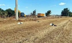 Tekirdağ’da 30 leylek akıma kapılarak öldü