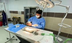 Atatürk Üniversitesi Hayvan Hastanesi'nde yılda 9 bin hayvana müdahale ediliyor