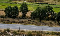 Belediye başkanından vatandaşlara ‘bozayı’ uyarısı