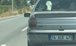 Buzağıyı otomobilin arka koltuğunda taşıdılar