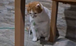 Kedi ‘Balım’, patisiyle hortumu kaldırıp su içti