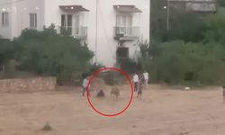 Kaçan inek sahibini yere düşürdü