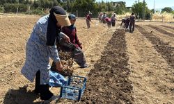 Kilosu 650 bin TL’den satılan safran toprakla buluştu