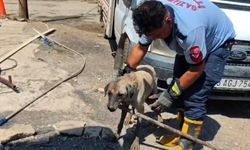 Konteynerin altında mahsur kalan köpek ile 7 yavrusu kurtarıldı