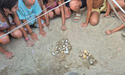 Kuşadası’nda caretta caretta yavruları denizle buluştu