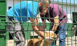 Sincan Belediyesinden sahipsiz hayvanlara kapsamlı bakım ve rehabilitasyon hizmeti