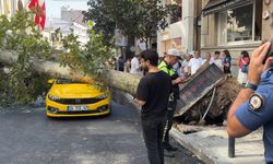 Çınar ağacı 2 aracın üzerine devrildi