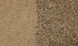 Toprak Mahsulleri Ofisi kilogramı 140 liradan haşhaş tohumu alacak