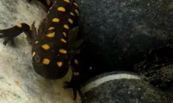 Batman'da nesli tehlike altındaki sarı benekli semender görüldü