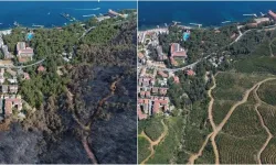Muğla'da 2021'in küllerinden doğan ormanlar yeşil örtüsüne kavuştu