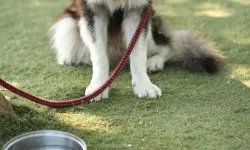 Adana'da sahipsiz kediyi öldüren köpeği ağızlıksız gezdiren kadına para cezası uygulandı