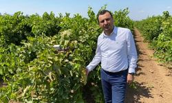YENİ Parti’li Başevirgen’den çiftçiyi koruyacak üzüm fiyatı çağrısı