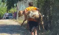 2 kuzen orman yangını sırasında rahatsızlanan keçiyi sırtlarında taşıdı