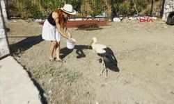 Sitenin bahçesine konan leyleğe sahip çıkıp, balık ve etle besliyorlar