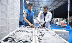 ABB’den balık halinde sıkı denetim