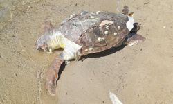 Balıkesir'de kıyıda ölü caretta caretta bulundu
