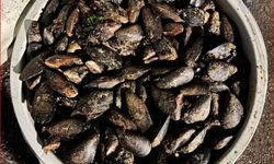 Durdurulan araçta 650 kilo bozuk midye ele geçirildi