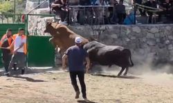 Güreşten kaçan boğa, demir kapıdaki boşluktan arenanın dışına atladı