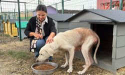 Pirelerin istila ettiği binadan çıkarılan köpeğe, kendisini kurtarıp sahiplenen avukatın adı verildi