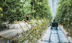 Türkiye seracılıkta 5 milyon dönümlük hedefe göz dikti