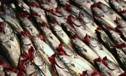 İstanbul'da ağustosta en çok palamut satıldı