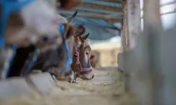 Yurt içi hayvan varlığı artıyor, ithalat ihtiyacı kademeli azalıyor