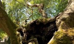 312 mağara ve 10 bin 963 anıt ağaç koruma altında