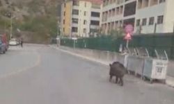 Amasya’da binaya giren yaban domuzu polis operasyonuyla etkisiz hale getirildi