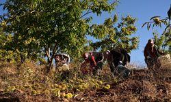 Demirci kestanesinde hasat başladı