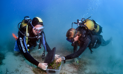 Antalya Valisi Şahin: Denizaltı yaşamını yeniden ihya edeceğiz
