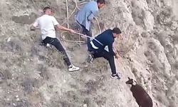 Gençler sarp kayalıklarda mahsur kalan koyunu kementle kurtardı