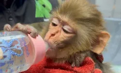 Belgesi bulunmayan makak maymunu koruma altına alındı