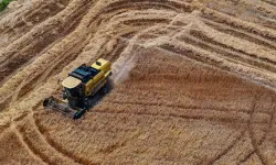 Buğday üretiminin bu yıl kişi başına 288 kilogramla yıllık ihtiyacı aşması bekleniyor