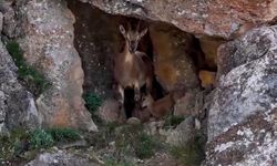 Yaban keçileri Keşiş Dağları'nda sürü halinde görüntülendi