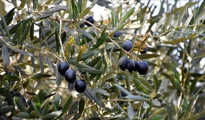 Zeytinle gelen temizlik: Mikroplastiklere karşı yeni nesil filtre