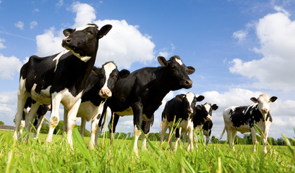 Ankara’da küçük ölçekli işletmelere veteriner desteği başladı