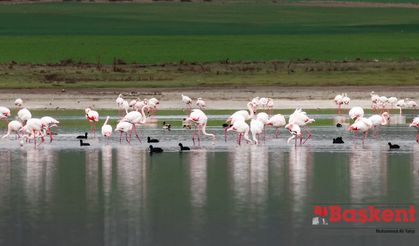 Başkentin renkli misafirleri: Flamingolar
