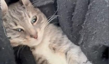 Sarıyer'de veteriner depreme ameliyatta yakalandı