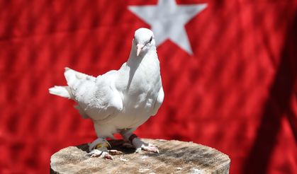 Güvercinlerin güvencesi "ayak bileklerinde"