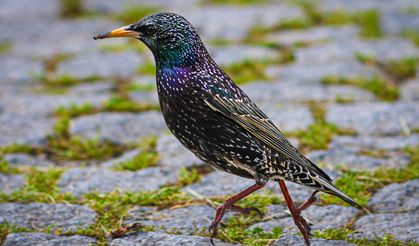 Doğanın renkli kanatları: Sığırcık kuşları