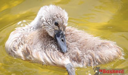 Kuğulu Park'ın yeni üyesi Parla