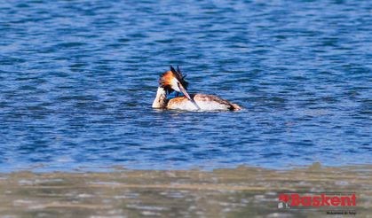 Başkentte bir kuş cenneti: Eymir