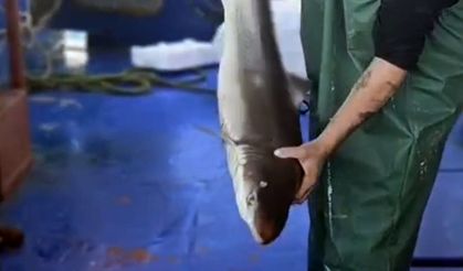 Kırklareli'nde balıkçı ağlarına takılan camgöz köpek balığı denize bırakıldı